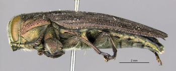 Media type: image;   Entomology 2702 Aspect: habitus lateral view